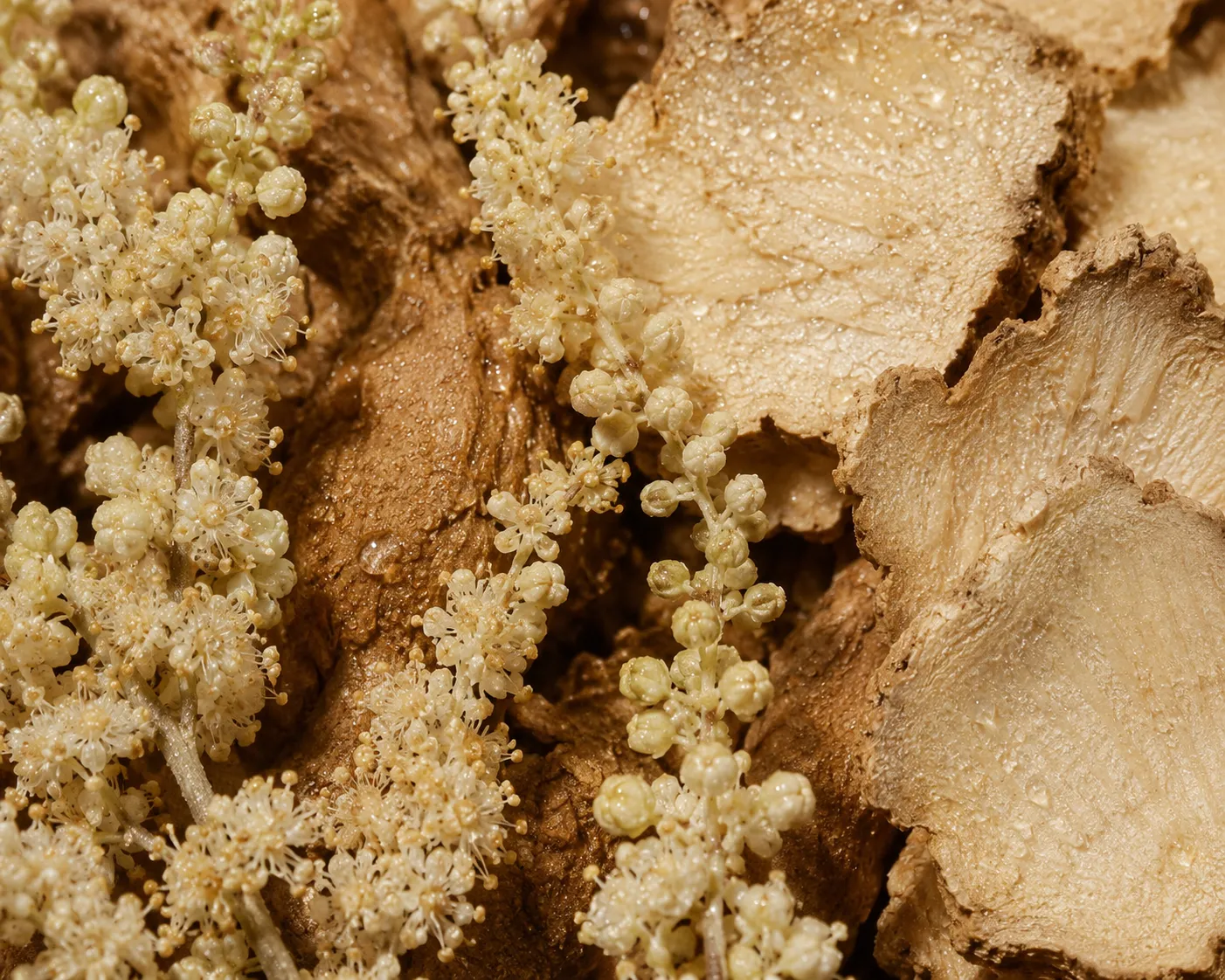 Pluskwica groniasta